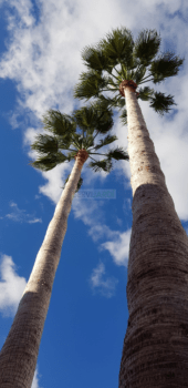 Especialistes en jardineria i espais verds