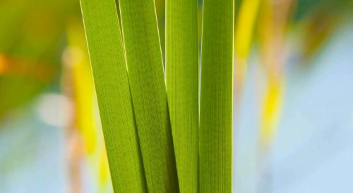 Especialistes en jardineria i espais verds